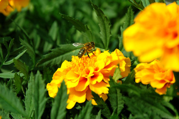 Yellow marigold with a bee