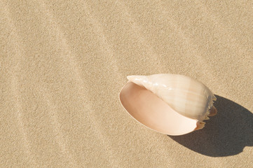 Shell and sand