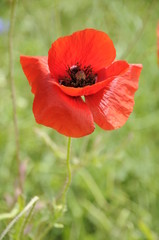 Obraz premium Klatschmohn