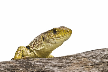 Lagarto subiendo a una rama seca.