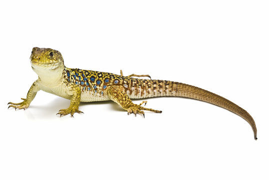 Lagarto ocelado con la cabeza levantada.