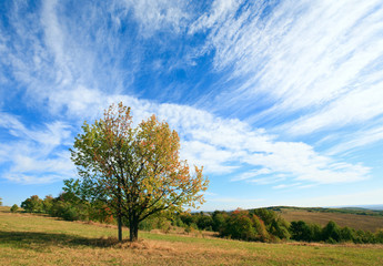 Fototapeta na wymiar Lonely jesienią drzewa na tle nieba.