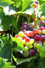 Grappe de raisins Véraison
