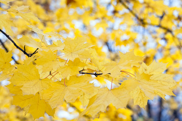 maple foliage