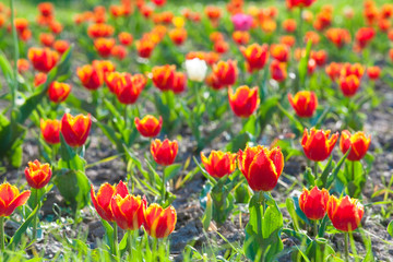 Red tulip flowers