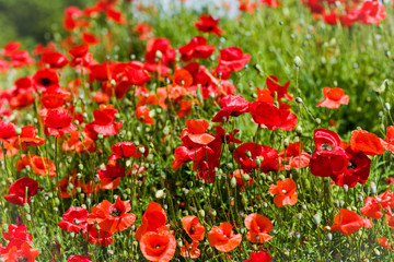 Mohn