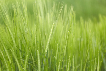 Trigo verde