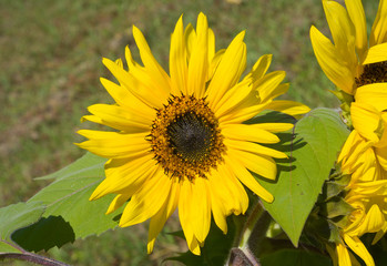 Sunflower 1