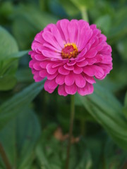 Obraz premium OLYMPUS DIGITAL CAMERA