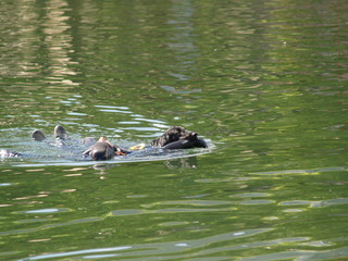 chien sauveteur