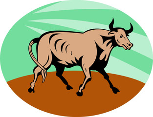 Bull attacking