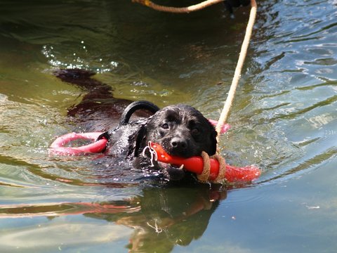 chien sauveteur