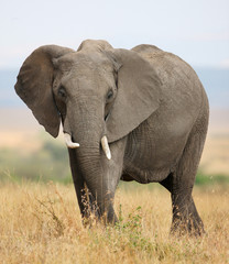 Naklejka na ściany i meble Duży Słoń afrykański