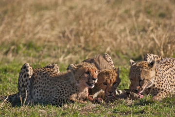Cheetahs on kill
