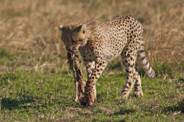Cheetah carries kill