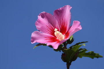 rose trémière,alcea rosea