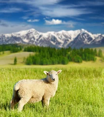 Foto op Plexiglas Grazing lamb © Dmitry Pichugin