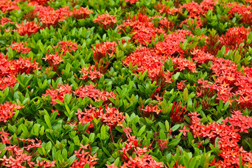 Naklejka premium Red flower