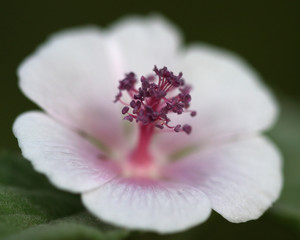 summer flowers.