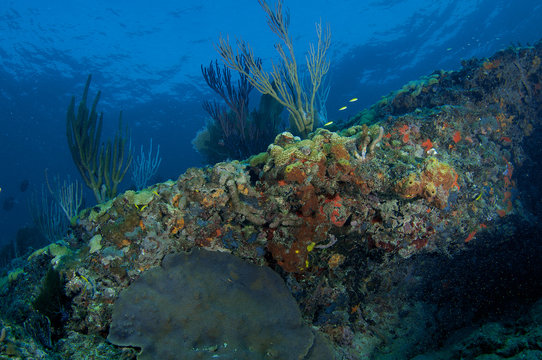 Sloping Coral Reef Ledge