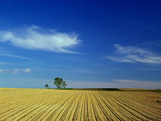 耕地と青空