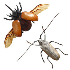beetles