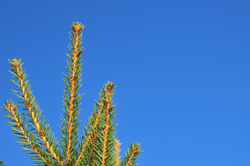Fichtenzweig Himmel