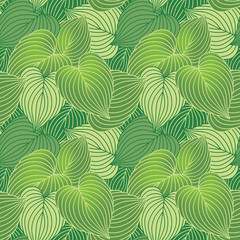 Fototapeta na wymiar Hosta Leaf Pattern_Green