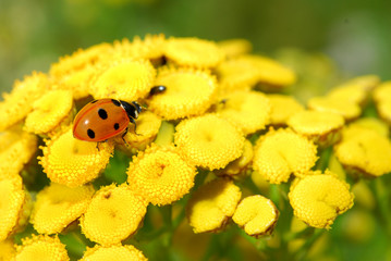 Ladybird on tansy