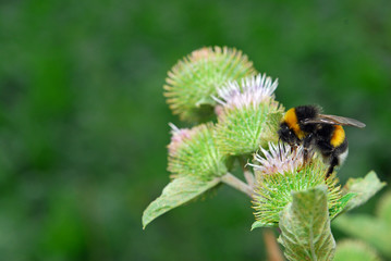 Bumble bee