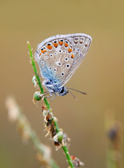 Common blue butterfly