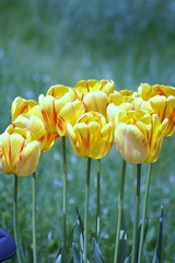 Obraz premium Tulipes