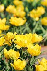 field of tulips