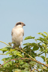 Lesser Grey Shrike, juvenile / Lanius minor