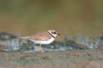 little ringed plover, adult ( Charadrius dubius )