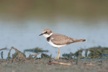 little ringed plover, juvenile ( Charadrius dubius )
