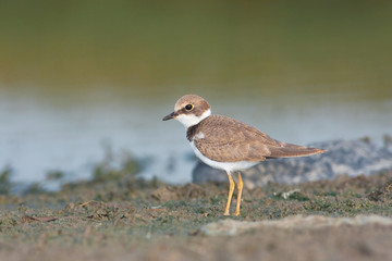 little ringed plover, juvenile ( Charadrius dubius )