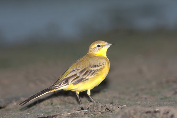 yellow wagtail / motacilla flava