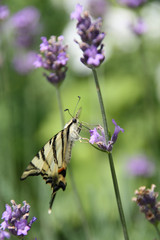 Butterfly on flower