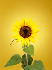 beautiful sunflower