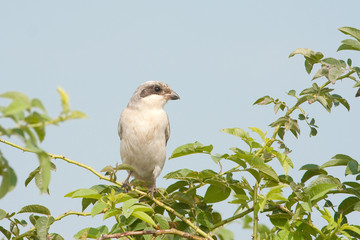 Lesser Grey Shrike, juvenile / Lanius minor