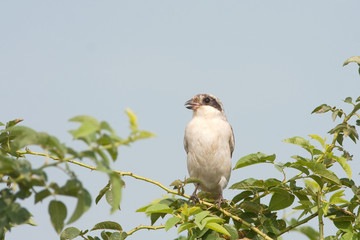 Lesser Grey Shrike, juvenile / Lanius minor