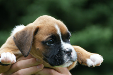 Boxer Welpe 03