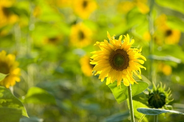 Sonnenblume