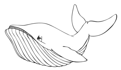 Wal, Buckelwal, Säugetier, Meerestier, Atlantik, Ozean