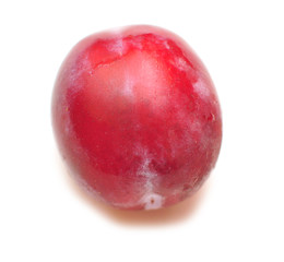 plum isolated