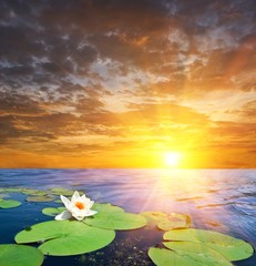 Fototapeta na wymiar water lily in a water bya sunset