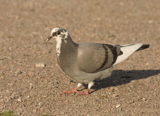 Feral Pidgeon