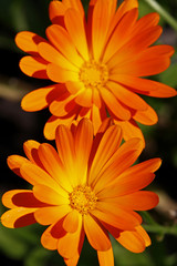 Calendula officinalis, Ringelblume