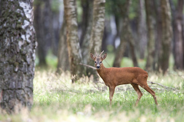 chevreuil brocard cervidé bois animal sauvage mammifère